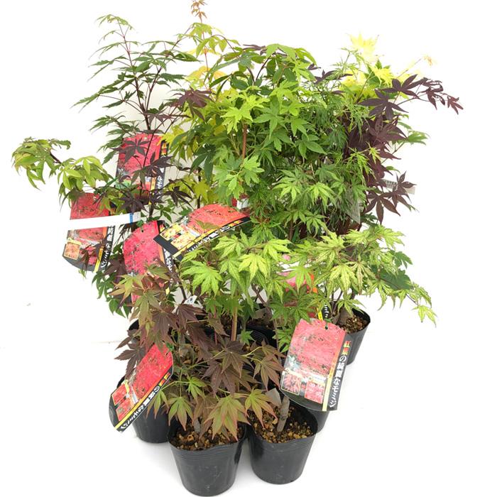 日本花キ流通 予約販売 もみじ オレンジドリーム 12cmポット 接木苗
