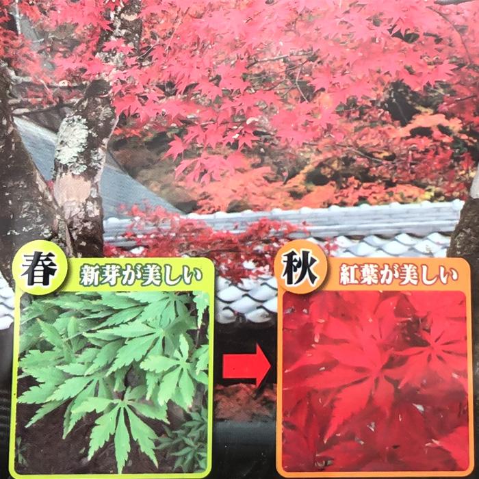 日本花キ流通 予約販売 もみじ 松風 12cmポット 接木苗 紅葉 モミジ