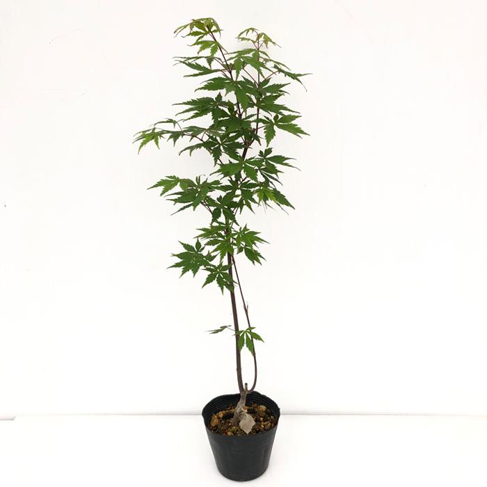 日本花キ流通 予約販売 もみじ 松風 12cmポット 接木苗 紅葉 モミジ