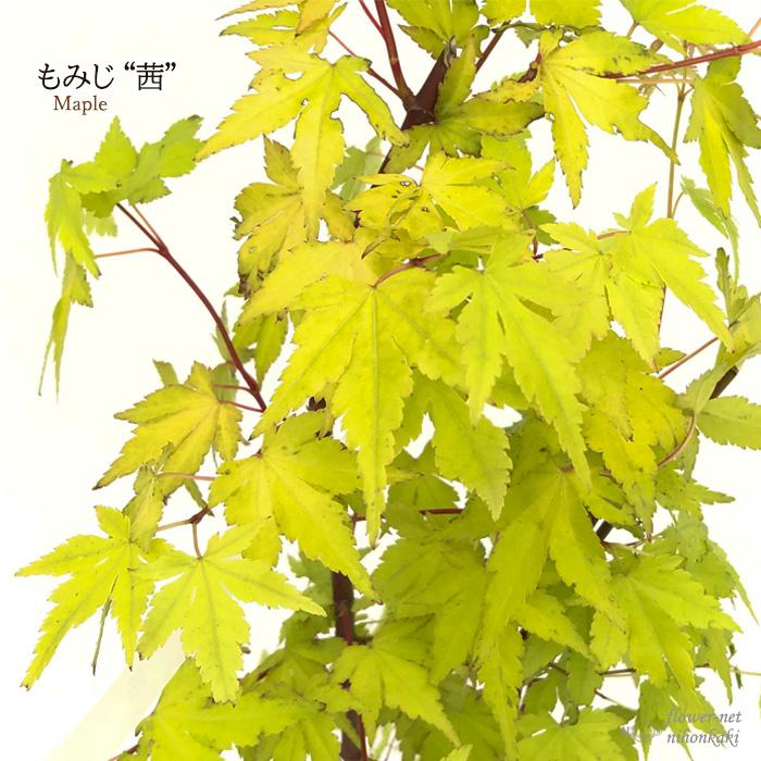 日本花キ流通 予約販売 もみじ 茜 12cmポット 接木苗 紅葉 モミジ 庭木