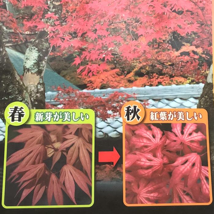 鴫立沢モミジ 60センチ モミジ・鴫立沢 - Collection : コレクション - NEO GREEN