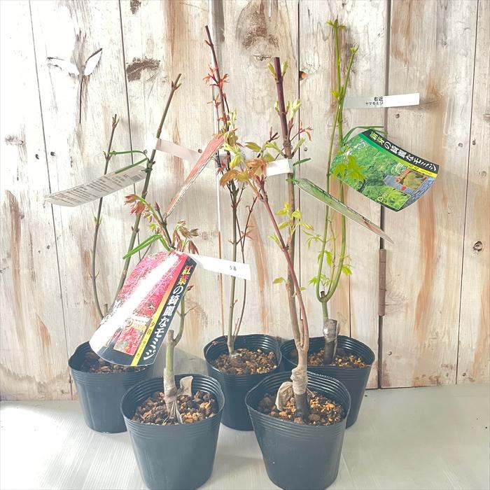 日本花キ流通 予約販売 もみじ 紅鴫立沢 12cmポット 接木苗 紅葉