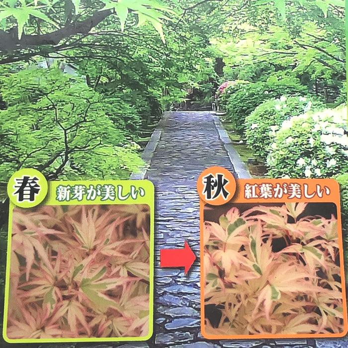 日本花キ流通 予約販売 もみじ 胡蝶の舞 12cmポット 接木苗 紅葉