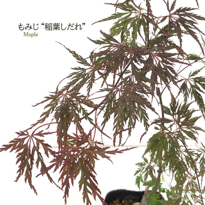 日本花キ流通 予約販売 もみじ 稲葉しだれ 12cmポット 接木苗