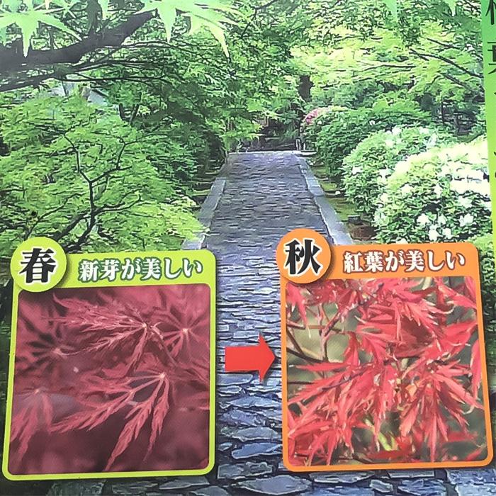 もみじ 20510_5.jpg