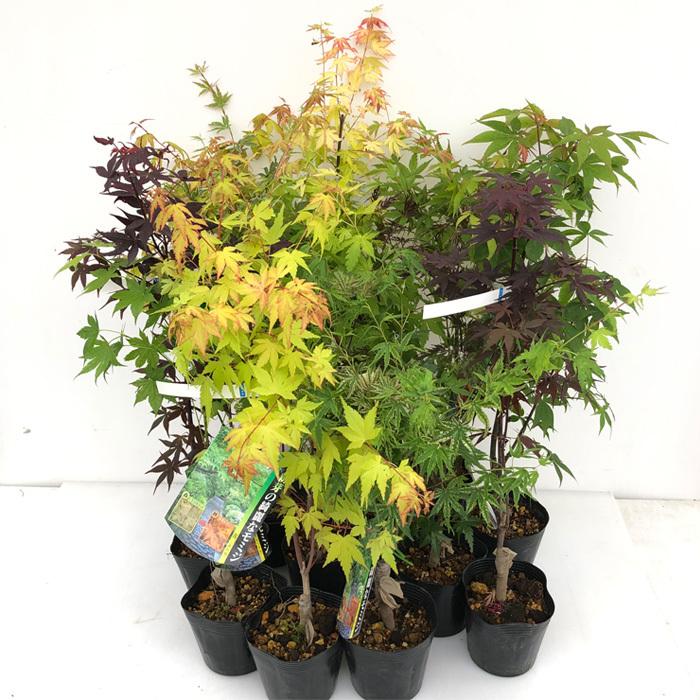 予約販売 もみじ 稲葉しだれ 12cmポット 紅葉 モミジ 苗木 花木 庭木 Take 4月中旬以降発送 Z フラワーネット日本花キ流通 通販 Yahoo ショッピング