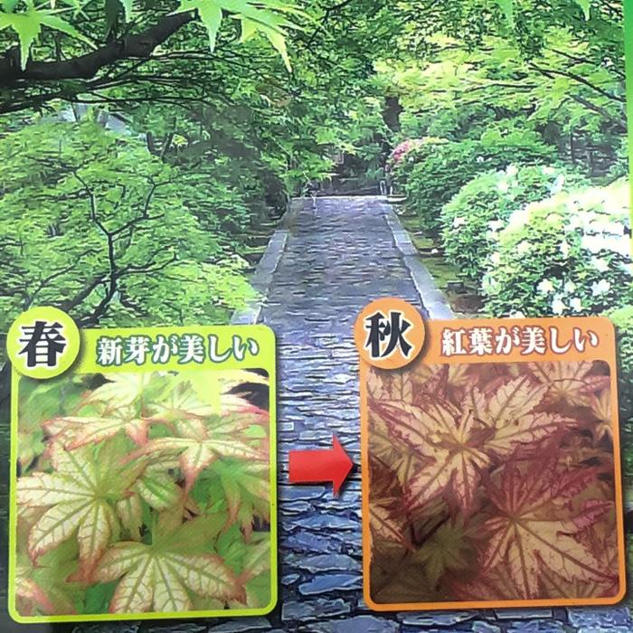 日本花キ流通 予約販売 もみじ 鴫立沢 12cmポット 接木苗 紅葉 モミジ