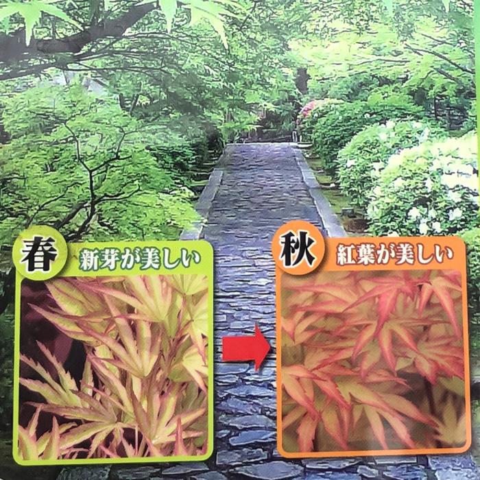 日本花キ流通 予約販売 もみじ 日笠山 12cmポット 接木苗 紅葉 モミジ