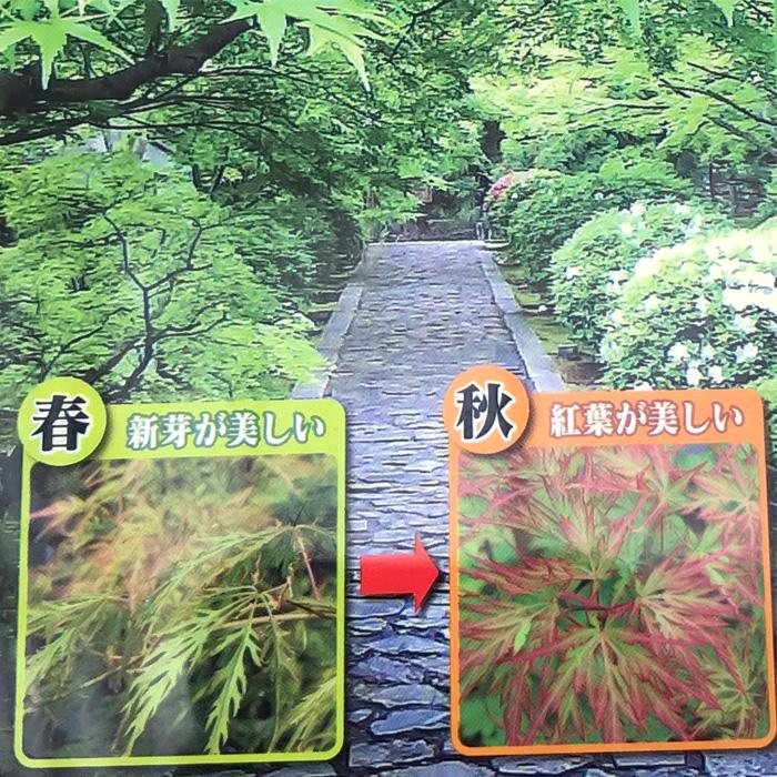 日本花キ流通 予約販売 もみじ 青しだれ 12cmポット 接木苗 紅葉