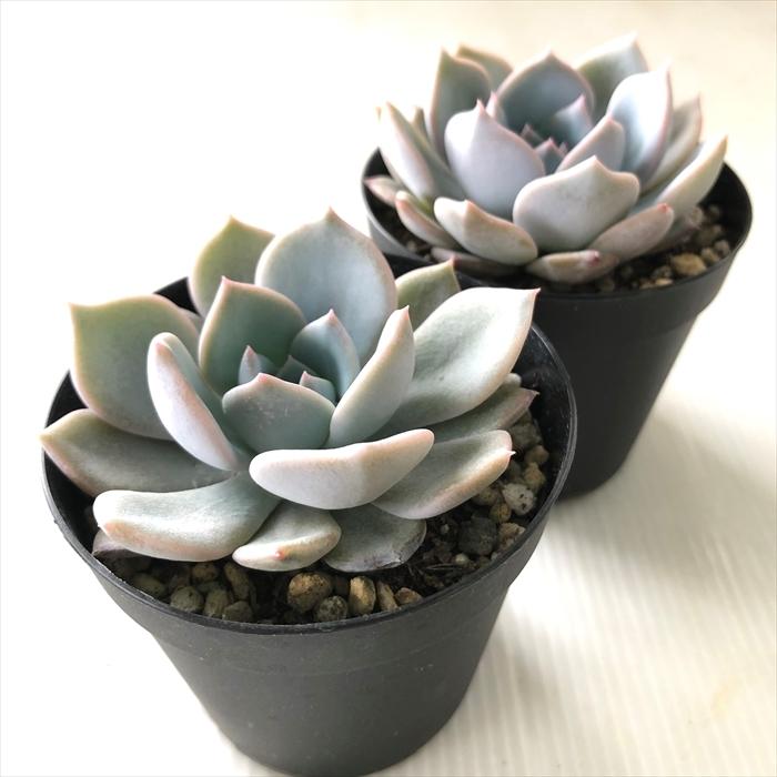 ❤️専用出品❤️リラシナ錦❤️ 葉挿しっ子抜き苗③ 2025年最新】リラシナ錦の人気アイテム - メルカリ