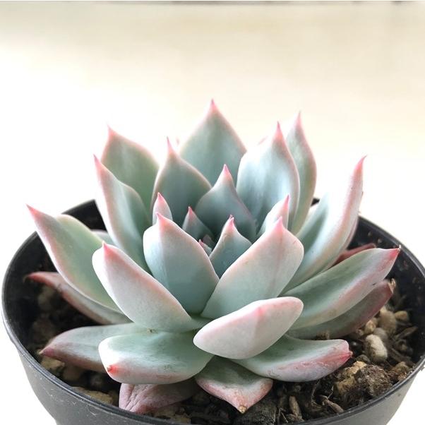 多肉植物 Swkエケベリア 千葉コロラータ 多肉植物 エケベリア 7 5cmポット Z フラワーネット日本花キ流通 通販 Yahoo ショッピング