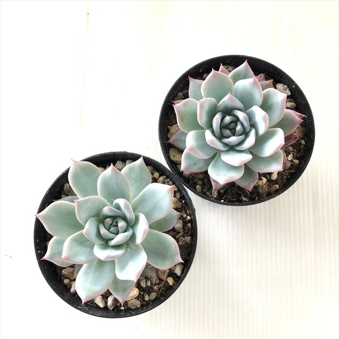 多肉植物 Swkエケベリア 千葉コロラータ 多肉植物 エケベリア 7 5cmポット Z フラワーネット日本花キ流通 通販 Yahoo ショッピング