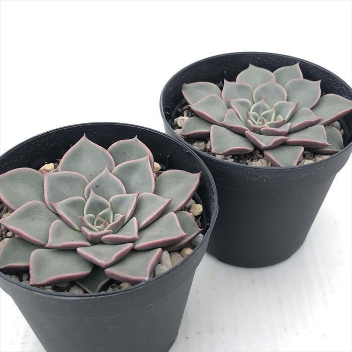 日本花キ流通 多肉植物 skエケベリア チェリープリンセス 多肉植物
