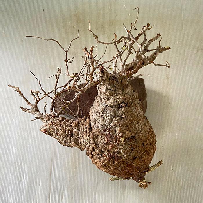 日本花キ流通 多肉植物 caオペルクリカリア パキプス 0528-102 多肉