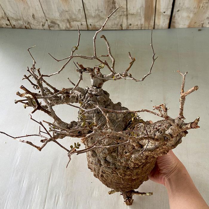日本花キ流通 多肉植物 caオペルクリカリア パキプス 0528-102 多肉