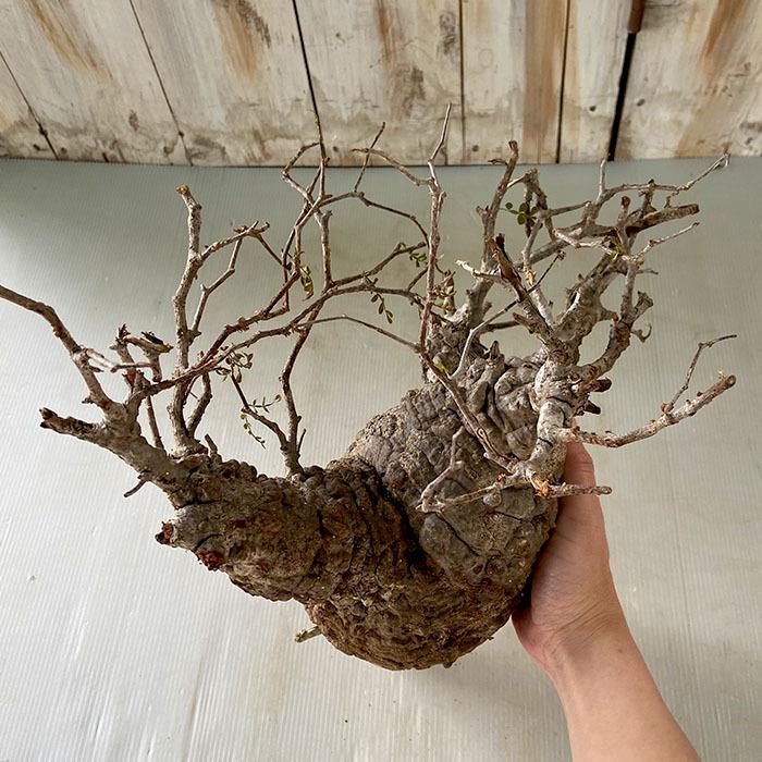 日本花キ流通 多肉植物 caオペルクリカリア パキプス 0528-102