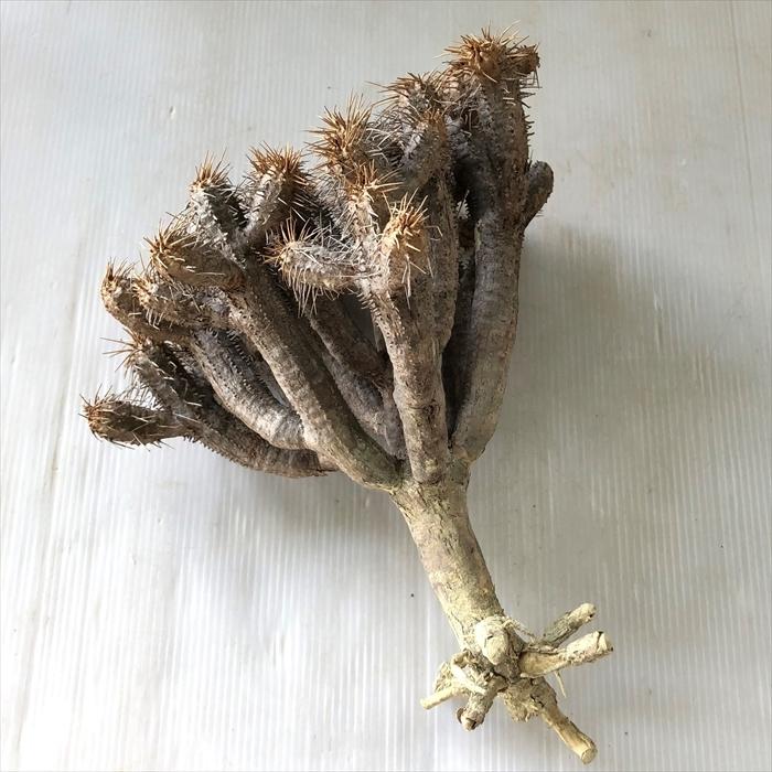 人気no 1 本体 多肉植物 Caユーフォルビア ギラウミニアナ 0531 009 多肉植物 コーデックス 現品販売 現地球 人気満点 Habitat Jeunes Normandie Fr