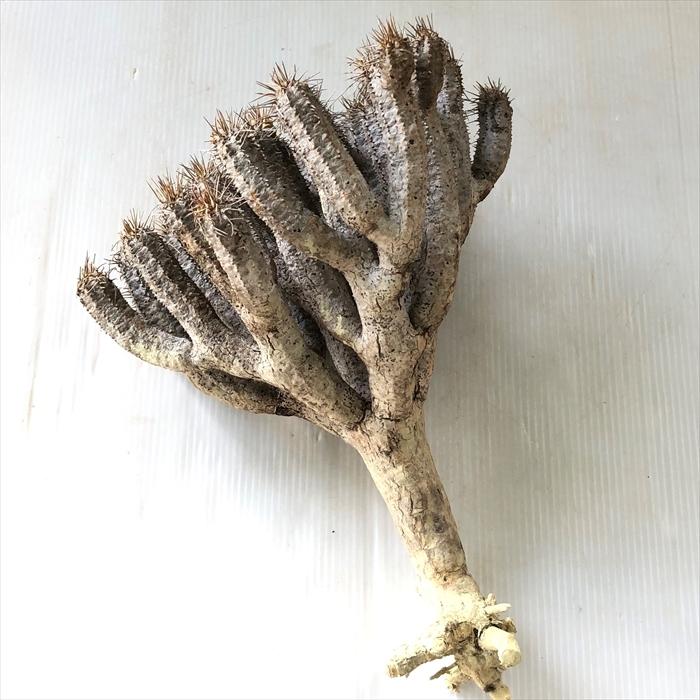 海外最新 多肉植物 Caユーフォルビア ギラウミニアナ 0531 010 多肉植物 コーデックス 現品販売 現地球 新発売の Habitat Jeunes Normandie Fr