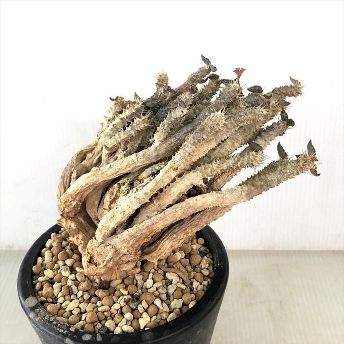 多肉植物 Caユーフォルビア トゥレアレンシス 3号鉢 0531 050 多肉植物 コーデックス 現品販売 Z フラワーネット日本花キ流通 通販 Yahoo ショッピング