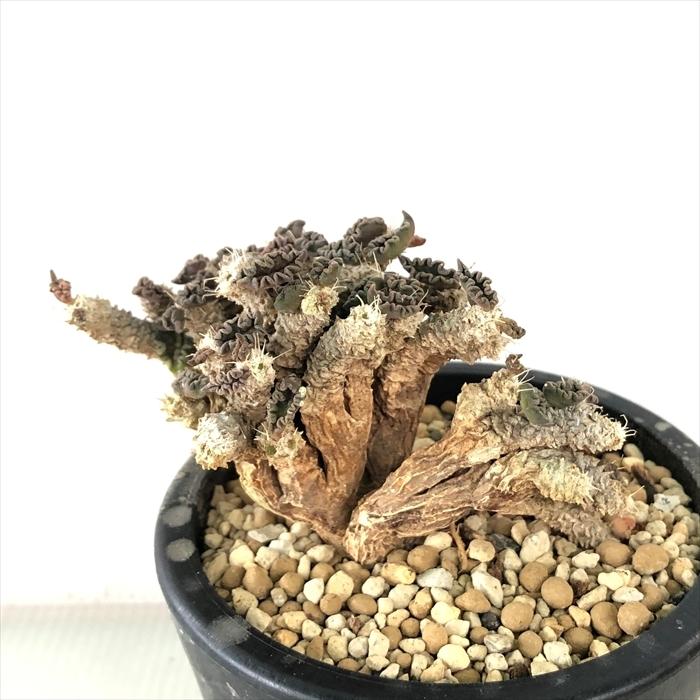 多肉植物 Caユーフォルビア トゥレアレンシス 3号鉢 0531 051 多肉植物 コーデックス 現品販売 Z フラワーネット日本花キ流通 通販 Yahoo ショッピング