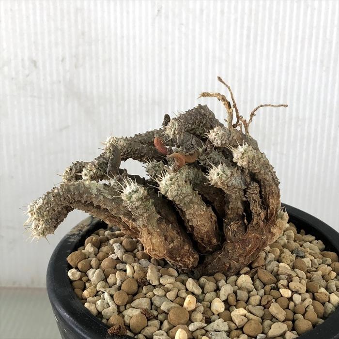 多肉植物 Caユーフォルビア トゥレアレンシス 3号鉢 0531 059 多肉植物 コーデックス 現品販売 Z フラワーネット日本花キ流通 通販 Yahoo ショッピング