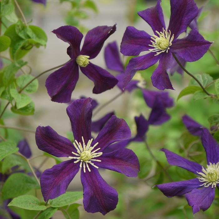 予約販売 クレマチス 苗 愛し子 ビチセラ系 2年生株 充実大株