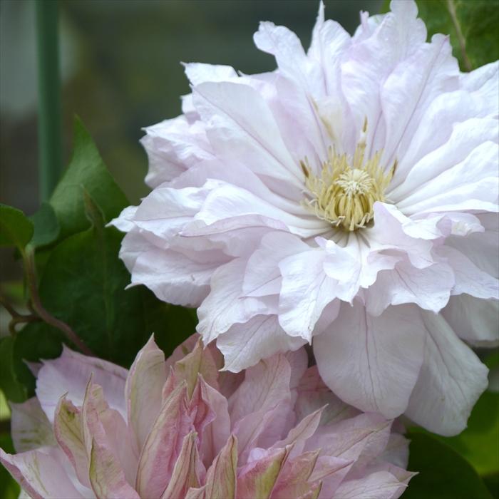 予約販売 充実大株クレマチス 苗 春姫 早咲き大輪系 2年生株 12cmポット地植えok 11月上旬以降発送 Z フラワーネット日本花キ流通 通販 Yahoo ショッピング