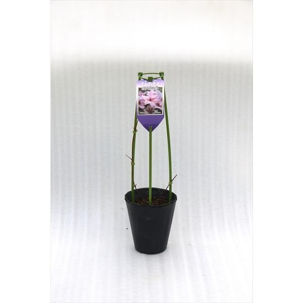 予約販売 充実大株クレマチス 苗 春姫 早咲き大輪系 2年生株 12cmポット地植えok 11月上旬以降発送 Z フラワーネット日本花キ流通 通販 Yahoo ショッピング