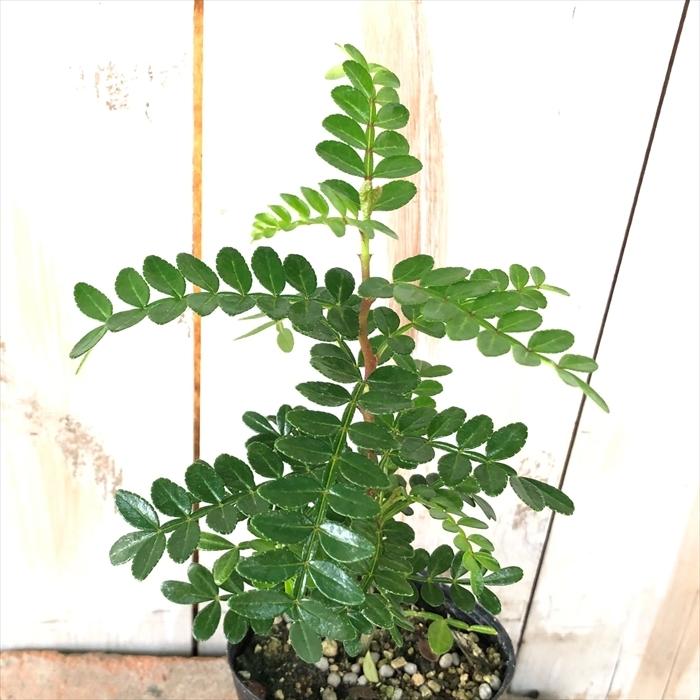 トキワサンショウ 7 5cmポット 苗 常緑山椒 山椒 さんしょう サンショウ ハーブ 実 Herb Z フラワーネット日本花キ流通 通販 Yahoo ショッピング