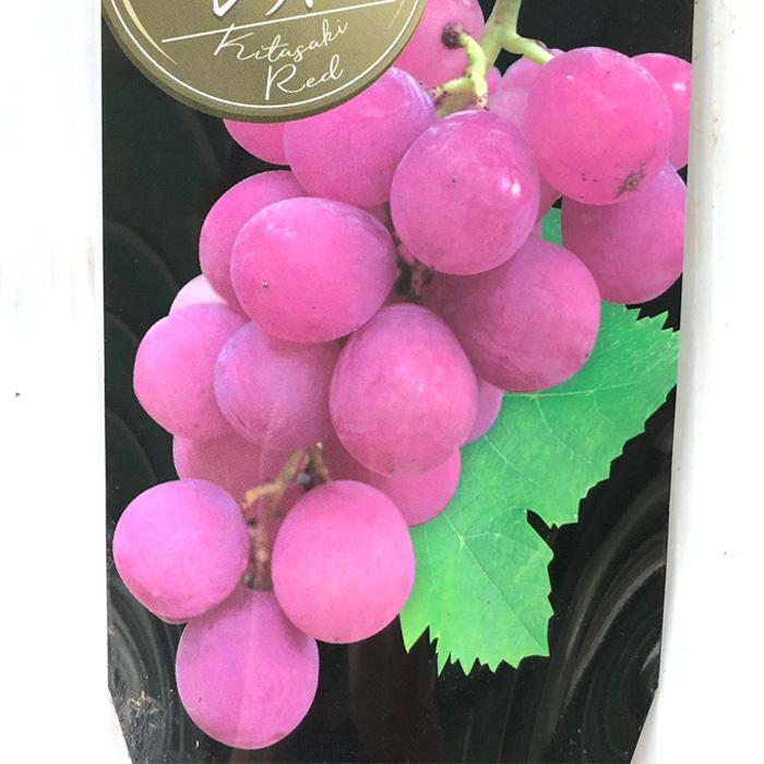 予約販売 ブドウ キタサキレッド 一流の品質 ぶどう苗 葡萄 果樹苗 10.5cmポット 6月上旬以降発送 クラシック