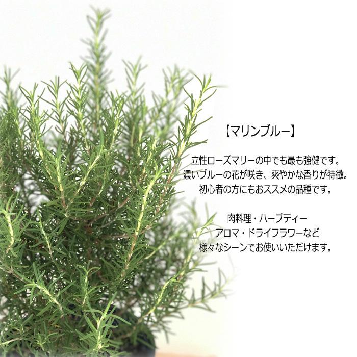 ローズマリー マリンブルー 5号鉢 ハーブ 庭木 Herb Z フラワーネット日本花キ流通 通販 Yahoo ショッピング