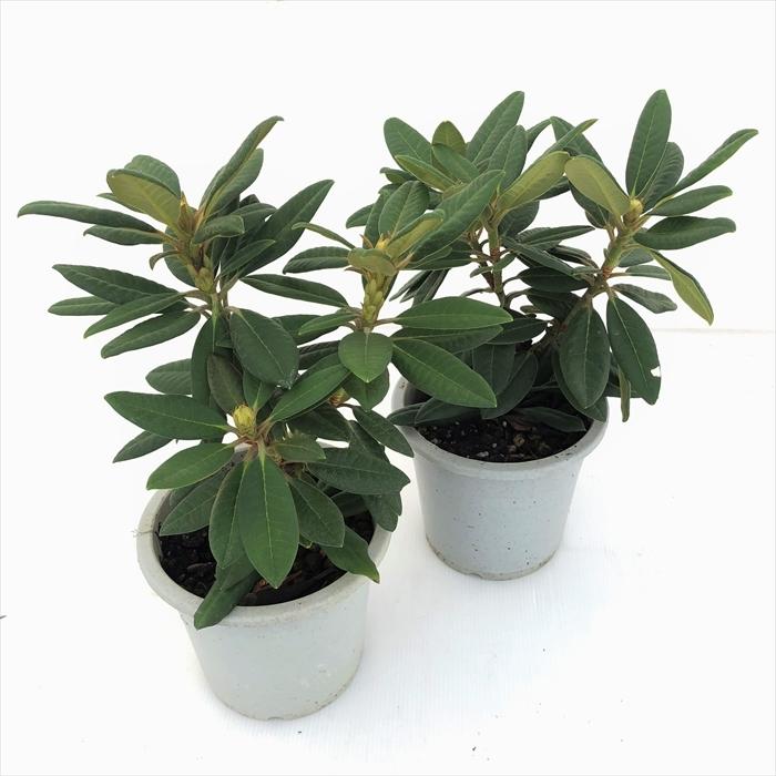 日本花キ流通 予約販売 シャクナゲ ルビコン 5号鉢 開花予定株