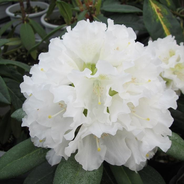 日本花キ流通 予約販売 シャクナゲ 雪の王女 5号鉢 開花予定株 西洋