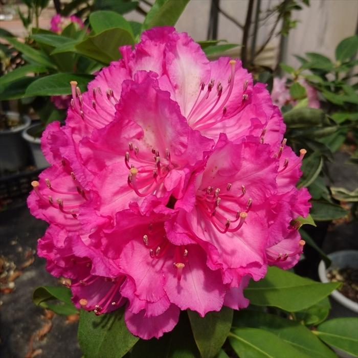 日本花キ流通 予約販売 シャクナゲ ドクターエンズ 5号鉢 開花予定株