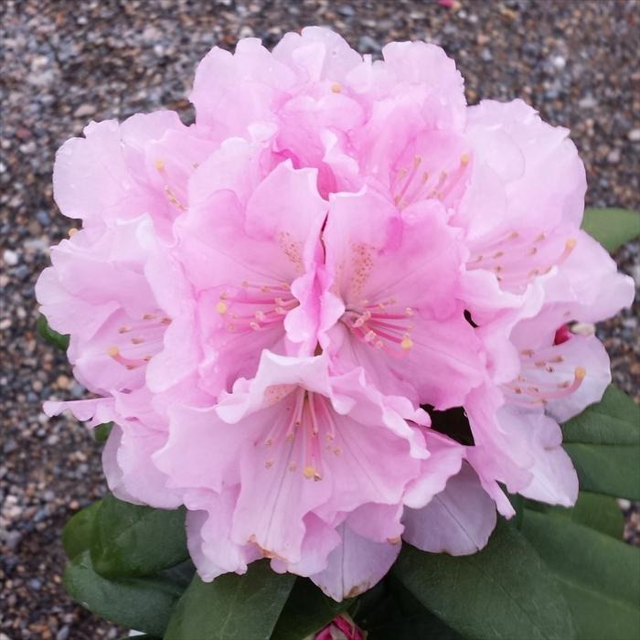 日本花キ流通 予約販売 シャクナゲ ドック 5号鉢 開花予定株 西洋