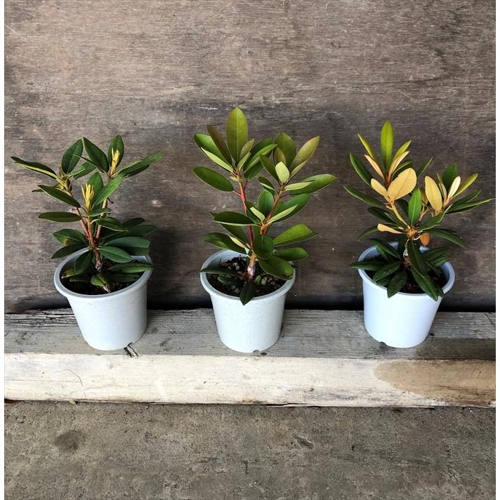 日本花キ流通 予約販売 シャクナゲ ドック 5号鉢 開花予定株 西洋