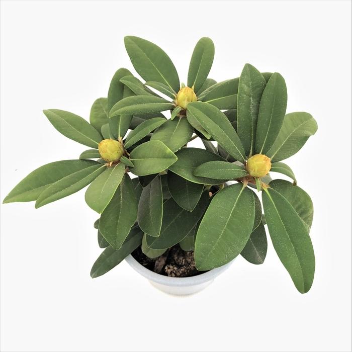 西洋シャクナゲ 石楠花 9号鉢 蕾付き 4年生