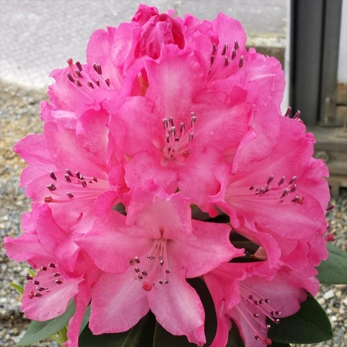 日本花キ流通 シャクナゲ 里の春 5号鉢 開花予定株 西洋 日本花キ流通 シャクナゲ 里の春 5号鉢 開花予定株 西洋