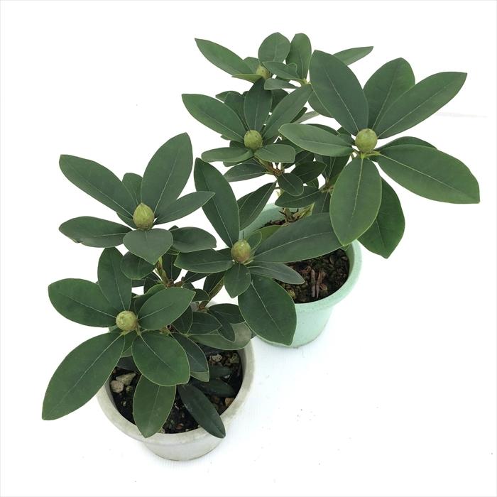 西洋シャクナゲ　石楠花 9号鉢　蕾付き　5年生 日本花キ流通 予約販売 シャクナゲ 太陽 5号鉢 開花予定株 西洋