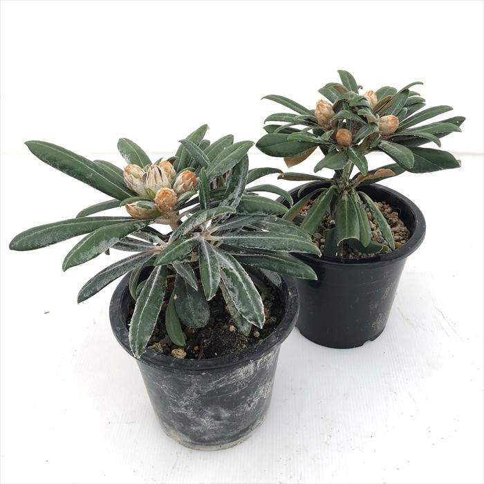 屋久の石楠花6本 本格焼酎「屋久の石楠花1800ml」（三岳酒造）｜武岡酒店公式