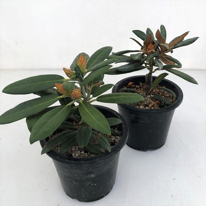 日本花キ流通 予約販売 日本シャクナゲ 筑紫 白 5号鉢 開花予定株