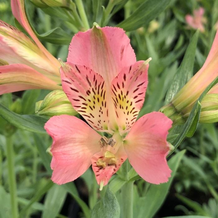 アルストロメリア苗 日本花キ流通 予約販売 アルストロメリア 苗 ピンクスター 10.5cm