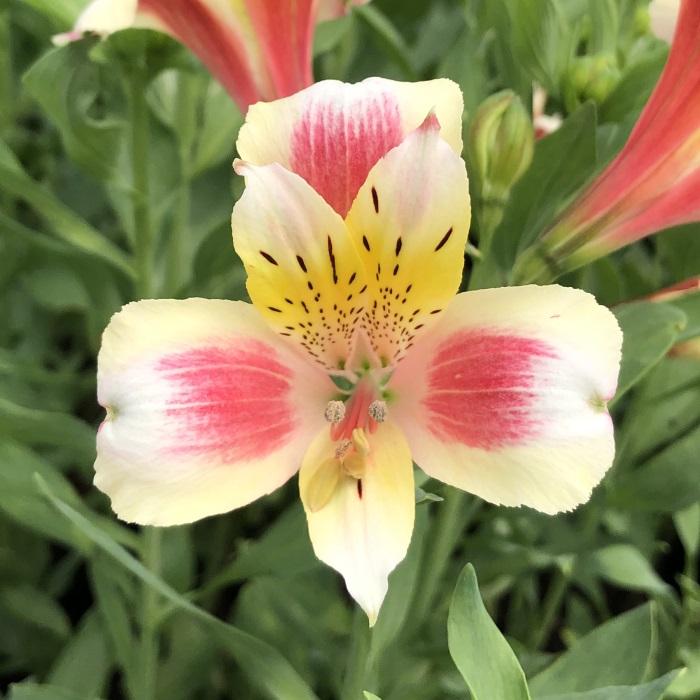 日本花キ流通 予約販売 アルストロメリア 苗 キホノカ 10.5cmポット