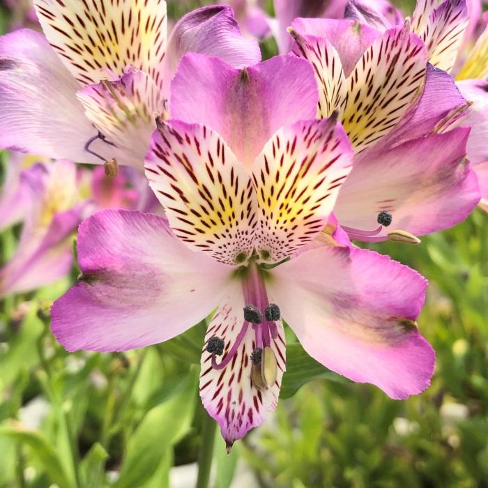 日本花キ流通 予約販売 アルストロメリア 苗 スカイビーム 10.5cm