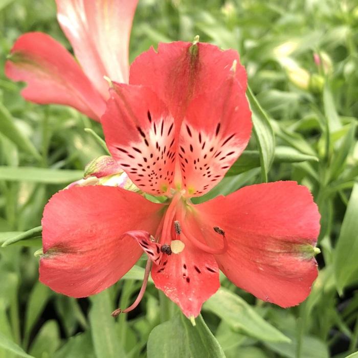 予約販売 アルストロメリア スカーレット 10 5cmポット 宿根草 花苗 ガーデニング 3月中旬以降発送 Z フラワーネット日本花キ流通 通販 Yahoo ショッピング