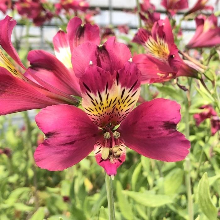 日本花キ流通 予約販売 アルストロメリア 苗 ダイアナ 10.5cmポット