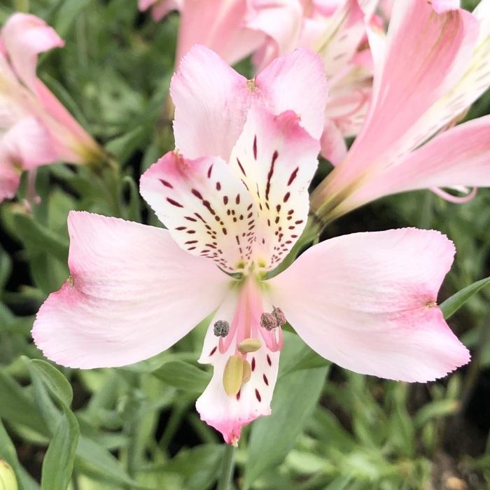 日本花キ流通 予約販売 アルストロメリア 苗 ハナガスミ 10.5cmポット