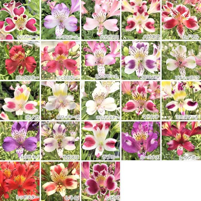 日本花キ流通 予約販売 アルストロメリア 苗 ハナガスミ 10.5cmポット