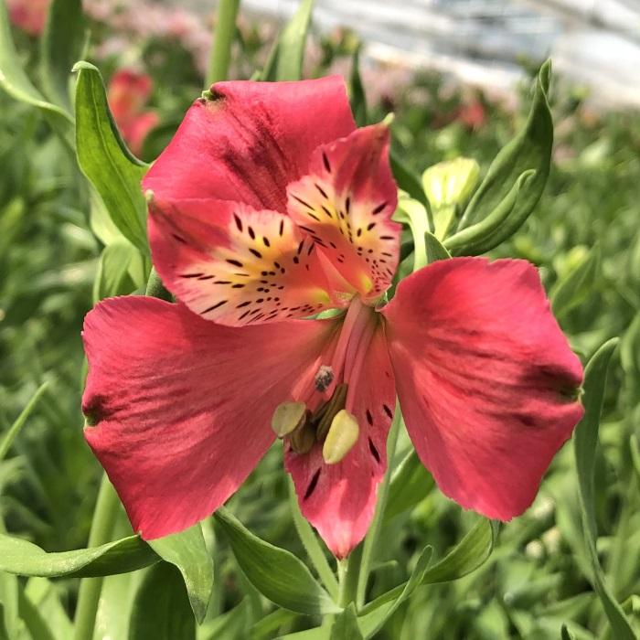 日本花キ流通 予約販売 アルストロメリア 苗 ピンクスター 10.5cm