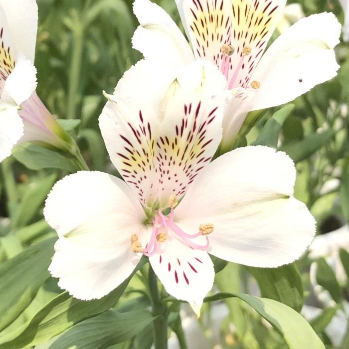 日本花キ流通 予約販売 アルストロメリア 苗 ホワイトスター 10.5cm